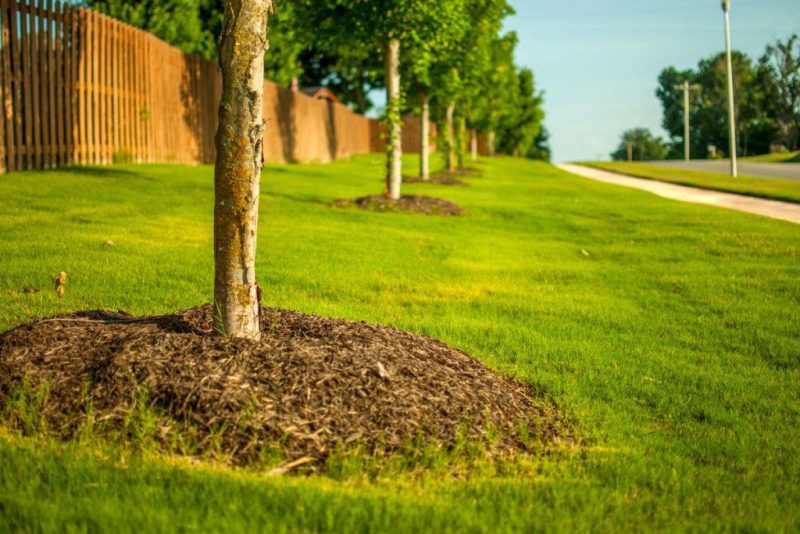 Ant šių augalų mulčo geriau nedėkite. Sausos žolės sluoksnis
