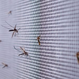 Atskleidė, kokie metodai padės apsisaugoti nuo uodų gamtoje, jei neturite specialių priemonių