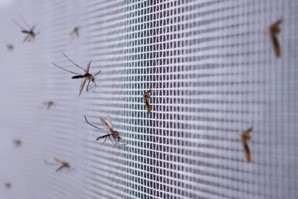 Atskleidė, kokie metodai padės apsisaugoti nuo uodų gamtoje, jei neturite specialių priemonių