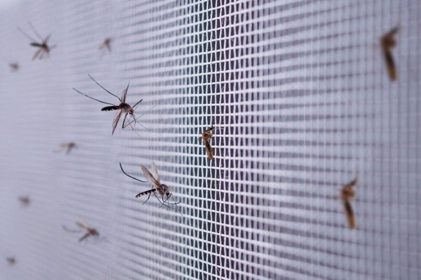 Atskleidė, kokie metodai padės apsisaugoti nuo uodų gamtoje, jei neturite specialių priemonių