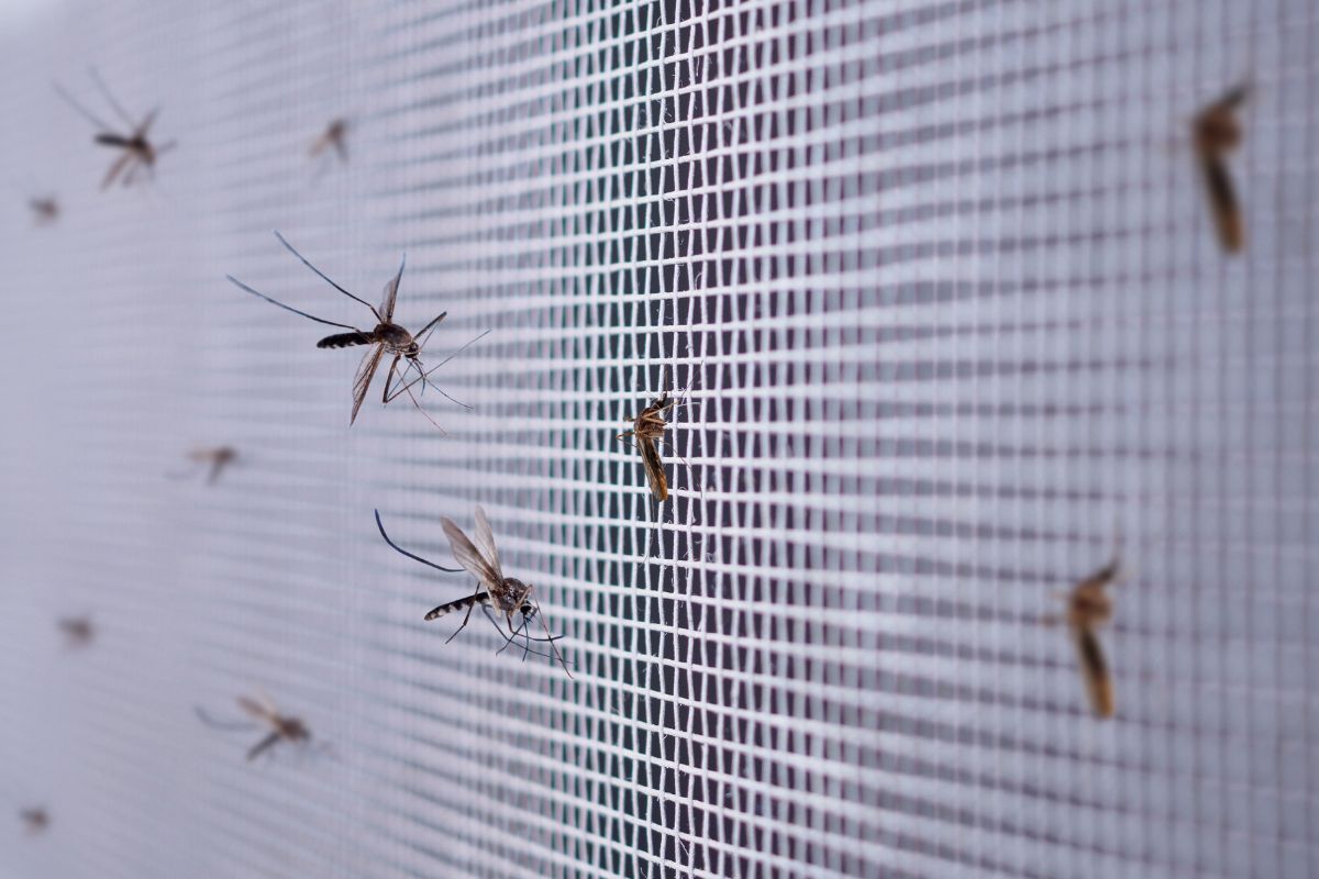 Atskleidė, kokie metodai padės apsisaugoti nuo uodų gamtoje, jei neturite specialių priemonių
