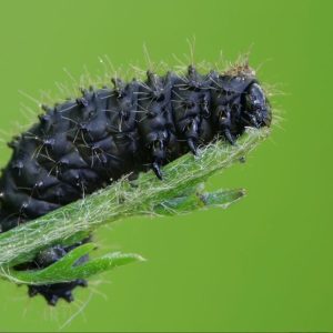 Būkite budrūs, šie juodi kirminai gali numarinti jūsų daržo augalus. Kraujažolinis gubrys, Galeruca tanaceti. Šaltinis: ukininkopatarejas.lt