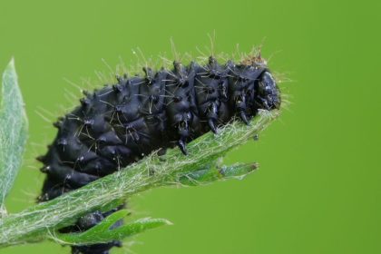 Būkite budrūs, šie juodi kirminai gali numarinti jūsų daržo augalus. Kraujažolinis gubrys, Galeruca tanaceti. Šaltinis: ukininkopatarejas.lt
