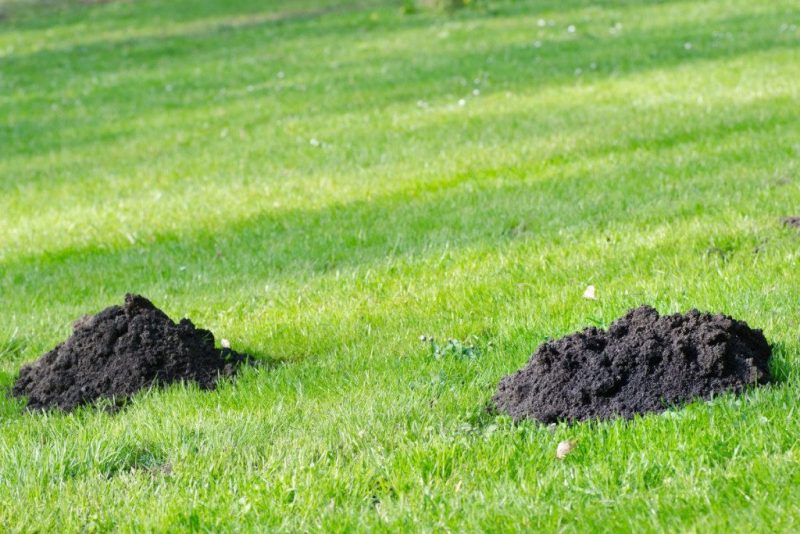 Darže ar sode atsirado kurmiai? Pasak sodo ekspertų, šios priemonės gali padėti. Nuolatinis tikrinimas