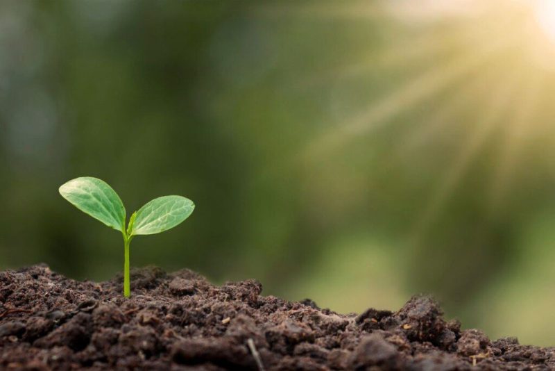 Kodėl agurkai neveda žiedų ir vaisių? Netinkama temperatūra