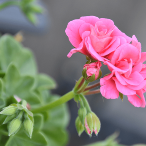 Kodėl pelargonija augina lapus, bet nežydi?