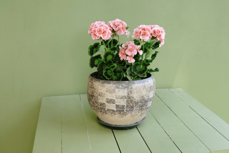 Kodėl pelargonija augina lapus, bet nežydi? Netinkamas genėjimas