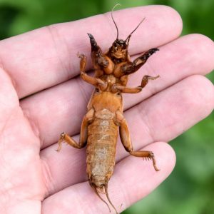 Kurkliai - tikras pavojus jūsų sodui ir daržui. Šios priemonės padės išnaikinti
