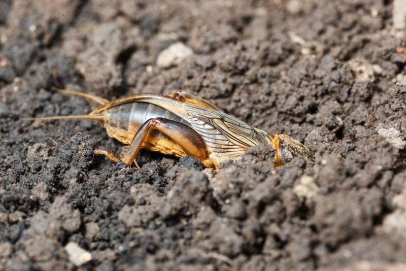 Kurkliai - tikras pavojus jūsų sodui ir daržui. Šios priemonės padės išnaikinti. Kaip atpažinti kurklių ?buvimą