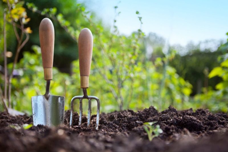 Kurkliai - tikras pavojus jūsų sodui ir daržui. Šios priemonės padės išnaikinti. Kurklių prevencija