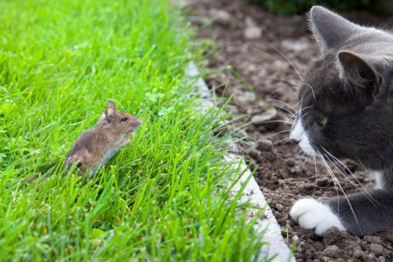 Pelės išrausė darže urvelius? Šios priemonės padės jas išvyti akimirksniu. Kiti sprendimai
