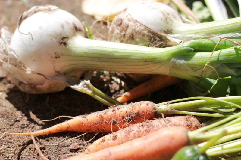 Savidulkės daržovės, kurias rekomenduojama sodinti vienas šalia kitų. Morkos ir svogūnai