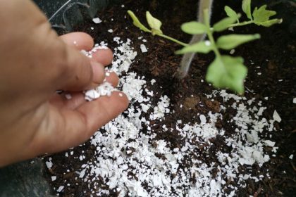 Naminės trąšos – universali pagalba augalams