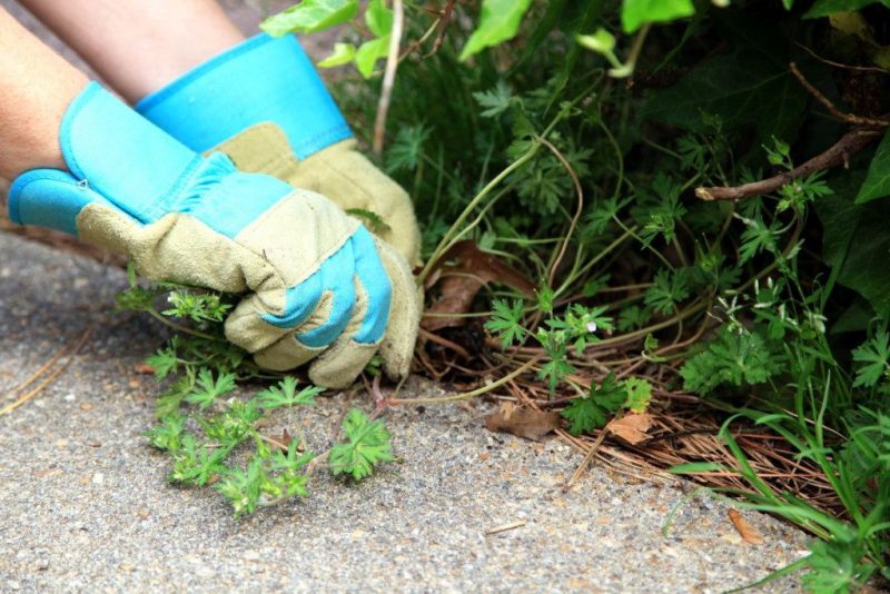 Šis pigus triukas gali apsaugoti augalus nuo karščių ir ligų. Natūrali gynyba nuo ligų ir piktžolių