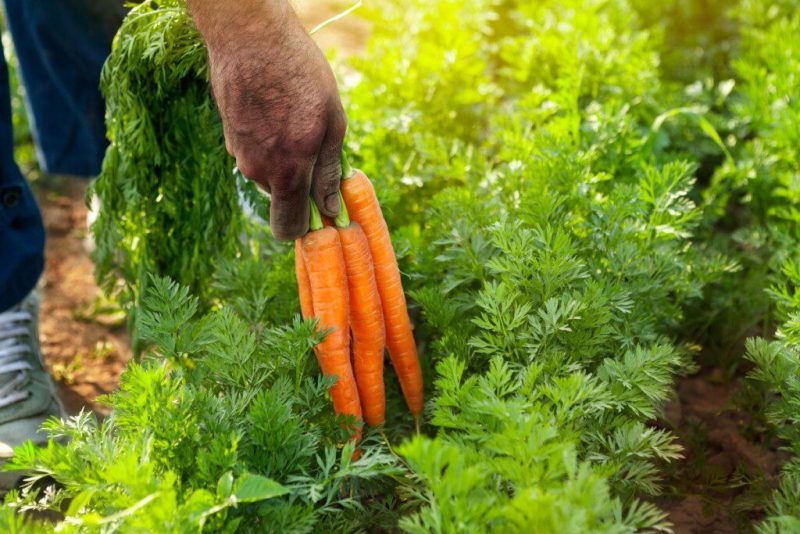Cheminių priemonių perteklius – paslėpta grėsmė auginant morkas