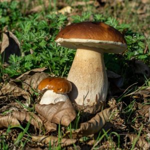 Kodėl paprastai saugiais laikomi grybai gali tapti pavojingi