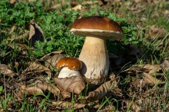 Kodėl paprastai saugiais laikomi grybai gali tapti pavojingi