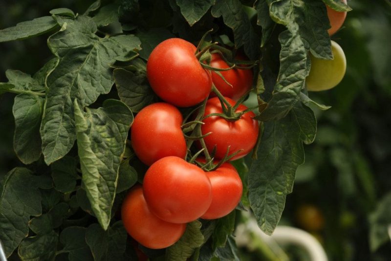 Kokius augalus reikėtų sodinti šalia pomidorų?