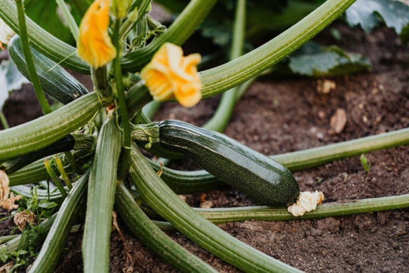 Per gausiai laistyti cukinijas prieš žydėjimą – daugiau žiedų, bet be vaisių