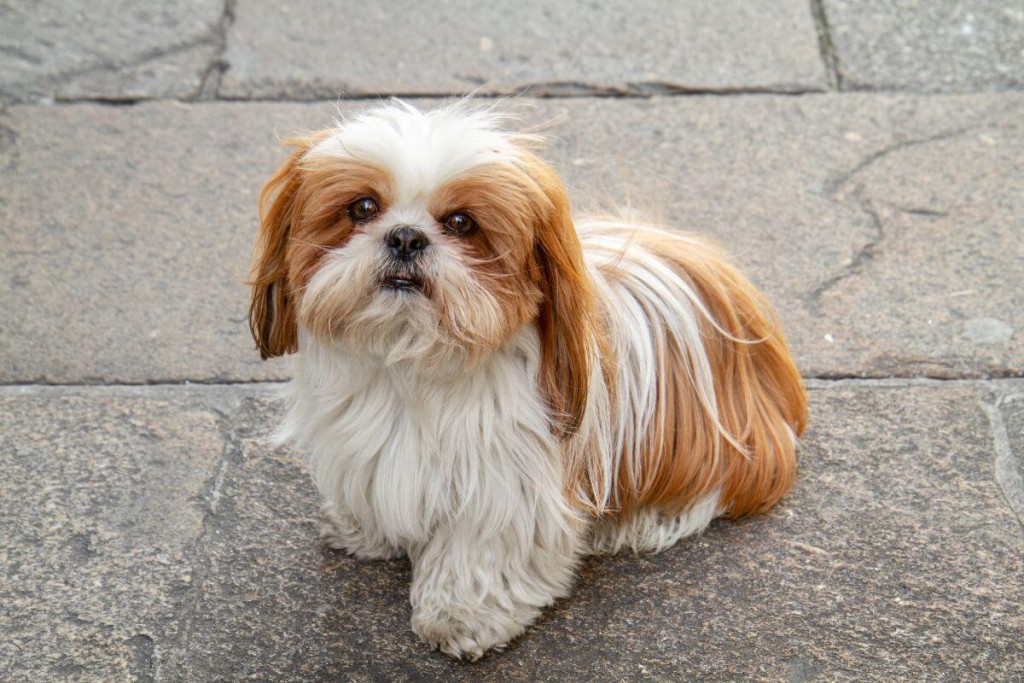 12 šunų veislių, kurias galite laikyti bute. Shi Tzu