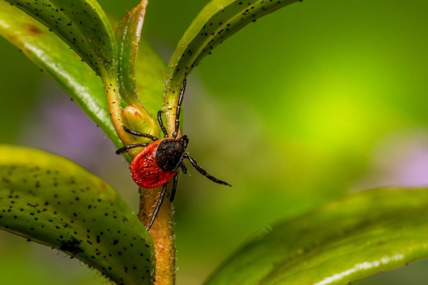 6 būdai, kaip natūraliai apsaugoti sodą nuo erkių