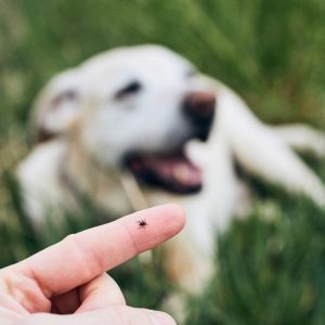 Apsauga nuo erkių. Erkės bijo šio kvapo