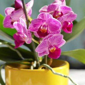 Ar reikia nupjauti orchidėjos stiebą. Ekspertų patarimai