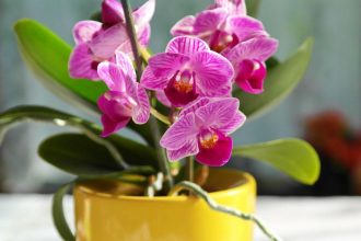 Ar reikia nupjauti orchidėjos stiebą. Ekspertų patarimai