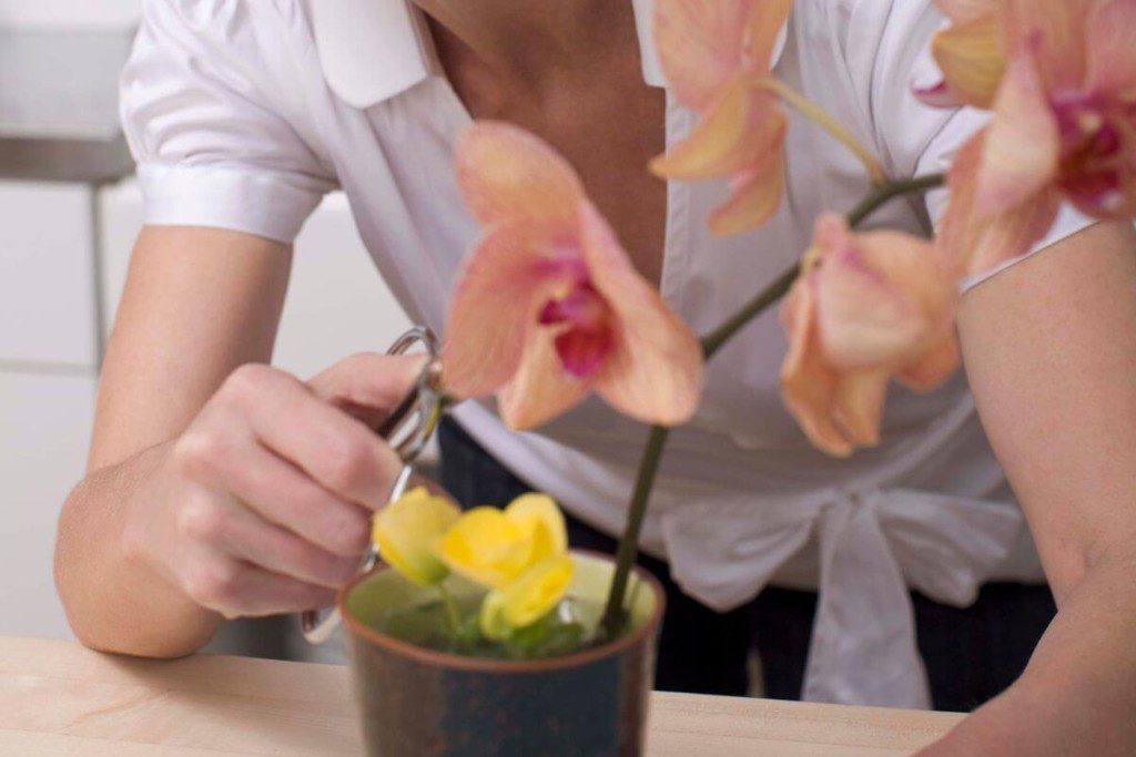 Ar reikia nupjauti orchidėjos stiebą. Ekspertų patarimai, kada reikia genėti orchidėjas?
