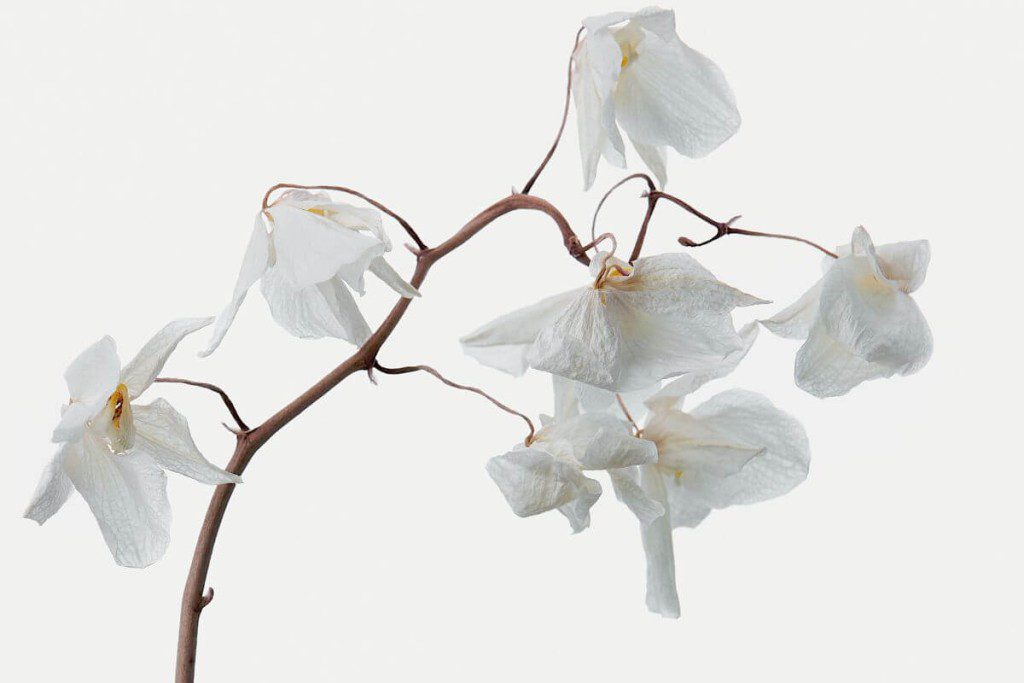 Ar reikia nupjauti orchidėjos stiebą. Ką daryti su nuvytusiais žiedais
