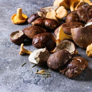 Ar šie metai – grybautojų rojus? Kokie orai palankiausi baravykams ir voveraitėms