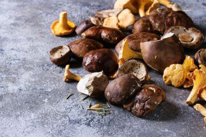 Ar šie metai – grybautojų rojus? Kokie orai palankiausi baravykams ir voveraitėms
