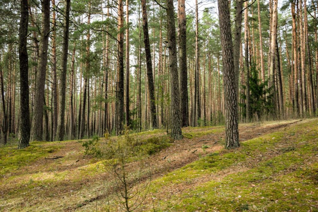 Ar šie metai – grybautojų rojus? Kokie orai palankiausi baravykams ir voveraitėms. Kur ieškoti grybų