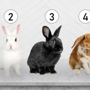 Asmenybės testas: koks pažeidžiamas esate Abmeyerwood.com