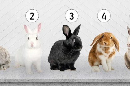 Asmenybės testas: koks pažeidžiamas esate Abmeyerwood.com