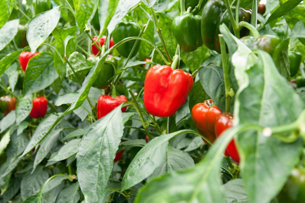 Egzotiniai vaisiai ir daržovės. Paprika ir čili pipirai