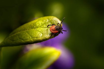 Encefalitas