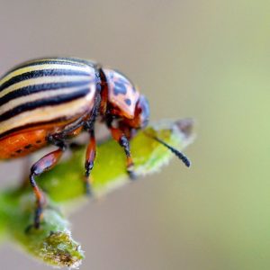 Natūralūs būdai kovoje su kolorado vabalais. Kolorado vabalai
