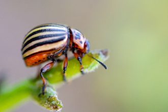 Natūralūs būdai kovoje su kolorado vabalais. Kolorado vabalai