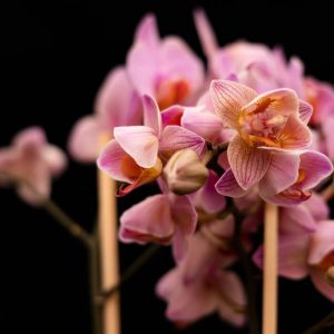 Orchidėjos - kaip laistyti ir prižiūrėti?