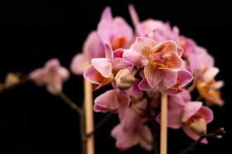 Orchidėjos - kaip laistyti ir prižiūrėti?