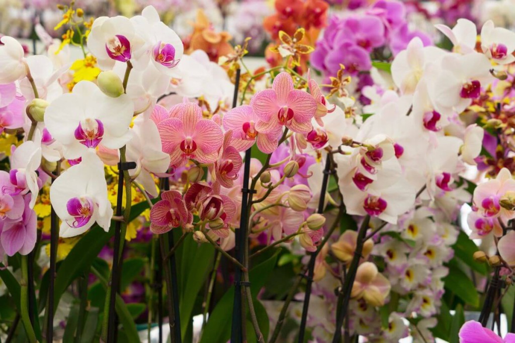 Orchidėjos - kaip prižiūrėti. Žiedų gausa