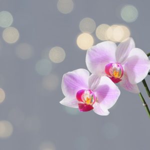 Orchidėjų žiedai: kodėl jie krenta, priežastys.