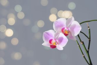 Orchidėjų žiedai: kodėl jie krenta, priežastys.