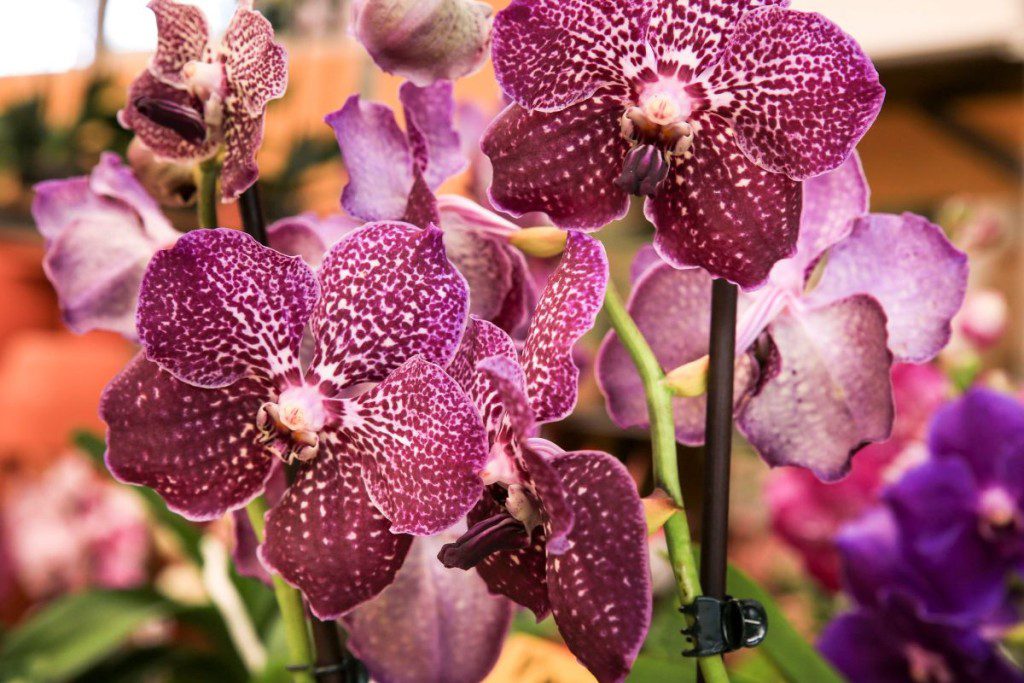 Orchidėjų žiedai: kodėl jie krenta, priežastys. Žiedų forma pagal veislę ir rūsį