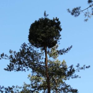 Raganos šluotos liga, kaip su ja kovoti?