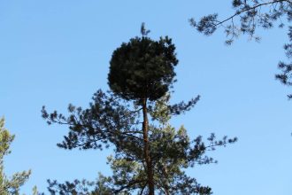 Raganos šluotos liga, kaip su ja kovoti?