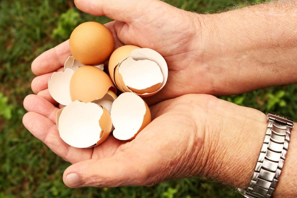 Virti kiaušinių lukštai - sveikatai ir sodui