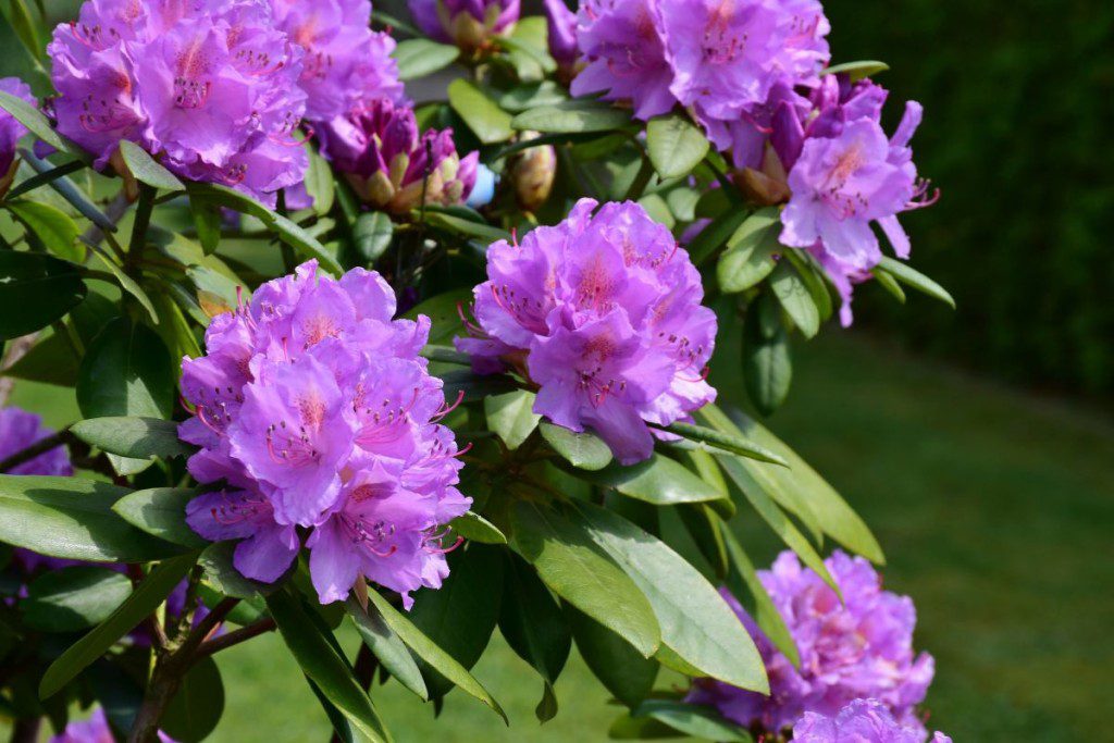 Žydintys krūmai jūsų sodui. Rododendras