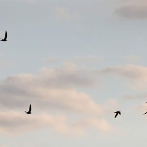 Kiek laiko paukščiai gali skristi nenusileisdami ant žemės